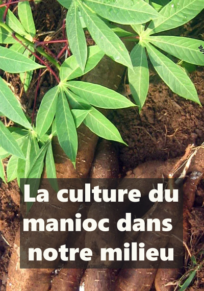 La culture du manioc dans notre milieu